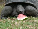 IMG: